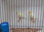 Geel Mozaïek Kanaries, Dieren en Toebehoren, Vogels | Kanaries, Mannelijk, Kleurkanarie