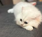 Britse langhaar kittens, Kater, Ontwormd, 0 tot 2 jaar