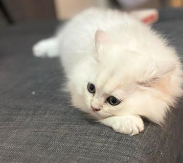 Britse langhaar kittens beschikbaar voor biedingen