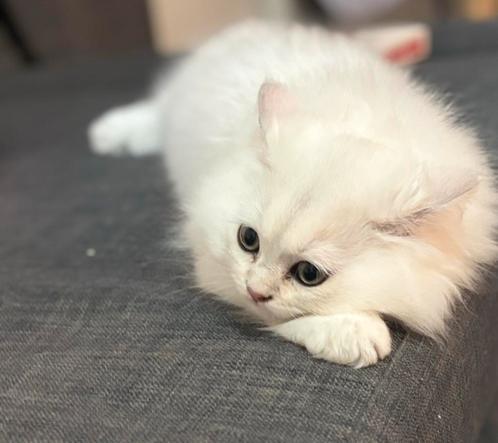 Britse langhaar kittens, Dieren en Toebehoren, Katten en Kittens | Raskatten | Langhaar, Kater, 0 tot 2 jaar, Ontwormd