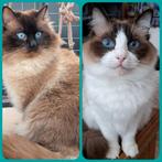 2 PRACHTIGE HERPLAATSERS ( KATERS) ZOEKEN EEN HUISJE., Dieren en Toebehoren, Katten en Kittens | Overige Katten, Kater, Langharig