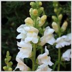 zaden, vele soorten, 0,50 ct, Verzenden, Gehele jaar, Halfschaduw, Zaad