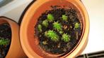 Stekjes cactus, Huis en Inrichting, Kamerplanten, Ophalen of Verzenden, Cactus, Volle zon, Minder dan 100 cm