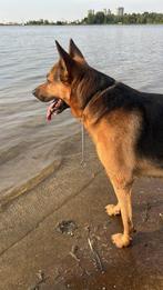 Dekreuw Duits herder, Reu, Eén hond, CDV (hondenziekte), 6 jaar of ouder