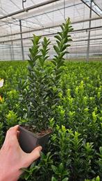 Euonymus Green Spire - 9cm haagplant - Groot, Ophalen of Verzenden, Overige soorten, Haag, Minder dan 100 cm