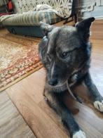 Herplaatser Teef hond Dymka zoekt familie, adoptiehond, Dieren en Toebehoren, Particulier, Rabiës (hondsdolheid), Buitenland, Teef