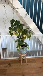 Erg grote pannenkoekenplant 110cm hoog, Tuin en Terras, Planten | Bomen, Ophalen, Volle zon, Overige soorten, 100 tot 250 cm