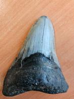 Megalodon tand, Verzamelen, Mineralen en Fossielen, Ophalen of Verzenden, Fossiel