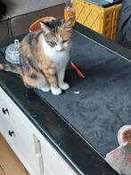 Lapjes Poes Zoë met inentingsboekje, Dieren en Toebehoren, Poes, 0 tot 2 jaar