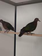 0-2 Groenvleugel duiven, Meerdere dieren, Overige soorten