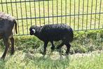 Ouessant ooien en rammen met lammetjes, Meerdere dieren, Schaap