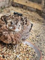 Montezuma natuurbroed 2024  hen te koop, Dieren en Toebehoren, Vogels | Overige Vogels, Vrouwelijk, Wildzangvogel, Tam
