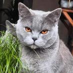 Britsekorthaar dekkater