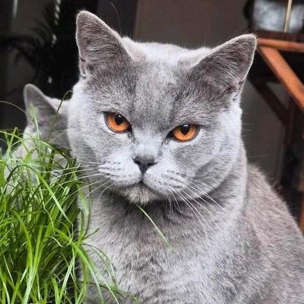 Britsekorthaar dekkater, Dieren en Toebehoren, Katten en Kittens | Dekkaters