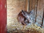 Lief konijntje, Dieren en Toebehoren, Konijnen, Mannelijk, Klein, 0 tot 2 jaar