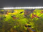 Tropische vissen te koop! Guppen en black mollies, Dieren en Toebehoren, Vissen | Aquariumvissen, Vis