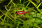 Hobbyaquarium Boraras brigittae – Chili Rasbora - nanovisjes, Vis, Zoetwatervis, Schoolvis