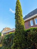 6 Cipressen - Zuilvormig, Prachtig voor Elke Tuin!, Tuin en Terras, Planten | Bomen, Volle zon, Bloeit niet, Ophalen of Verzenden