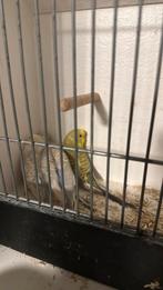 3x dun fallow en 1x split dun fallow, Dieren en Toebehoren, Meerdere dieren, Parkiet