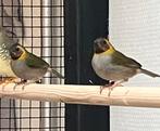Kleine cuba vink pop, Dieren en Toebehoren, Vrouwelijk, Tropenvogel