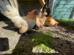 Mooi handtam toompje serama kippen, Dieren en Toebehoren, Pluimvee, Meerdere dieren, Kip