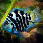 Prachtig bewezen koppel blue tiger parrot, Vis