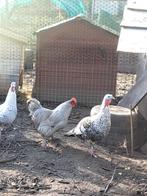 Te koop 2 mooie en zware  hanen, Dieren en Toebehoren, Pluimvee, Mannelijk, Kip