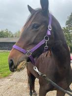 lieve, sensibele X Dravers merrie voor ervaren eigenaar, Merrie, Recreatiepaard, 3 tot 6 jaar