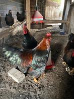 2 volwassen hanen Barnevelders Dubbelgezoomd, Dieren en Toebehoren, Pluimvee, Mannelijk, Kip