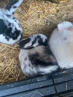 Baby konijntjes, Dieren en Toebehoren, Konijnen, Geslacht onbekend, Middelgroot, 0 tot 2 jaar