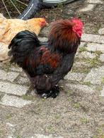 Chochin hanen  voor wie ze past, Dieren en Toebehoren, Pluimvee, Mannelijk, Kip