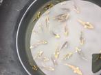 Baby vissen.  Koi’s, Dieren en Toebehoren, Vissen | Vijvervissen, Karper of Koi