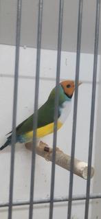 Gouldamadine man split voor blauw, Mannelijk, Parkiet, Geringd