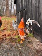 Haan zweedse bloemkip bloemenkip, Dieren en Toebehoren, Mannelijk, Kip