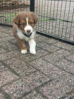 Nog een australian shepherd teefje beschikbaar, Dieren en Toebehoren, CDV (hondenziekte), 8 tot 15 weken, Meerdere, Meerdere dieren
