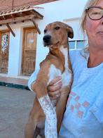 HzH-ANANDA, lief meisje wil ook zo graag een eigen mand, Particulier, 15 weken tot 1 jaar, Buitenland, Teef