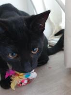 GEZOCHT; Een goed thuis voor 2 kittens/katjes, Kater