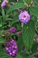 Zaden Popcorn lantana (Lantana Trifolia), Ophalen of Verzenden, Zaad