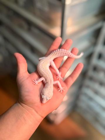 1.0 supersnow raptor luipaardgekko beschikbaar voor biedingen