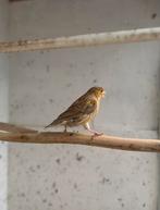 Kanaries te koop, Dieren en Toebehoren, Meerdere dieren, Kleurkanarie