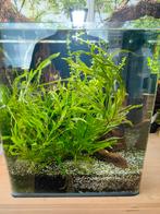 Prachtige Dennerle Nanocube 30 overcompleet zgan, Dieren en Toebehoren, Vissen | Aquaria en Toebehoren, Ophalen, Zo goed als nieuw