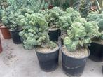 Cactus Myrtillocactus Geometrizans Cristaat Monstruosa, Overige soorten, Ophalen of Verzenden, In pot, Minder dan 100 cm