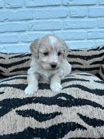 Maltipoo pups maltezer x toy poedel blond, Parvo, Nederland, Overige rassen, 8 tot 15 weken