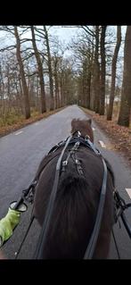 Menritjes,buitenritjes en ponyles aangeboden(sulky te huur, Ophalen of Verzenden, Gebruikt
