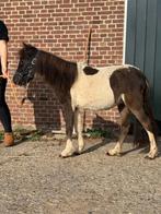 Spoed! Prachtige NMPRS jaarling, Gechipt, Niet van toepassing, 0 tot 2 jaar, Hengst