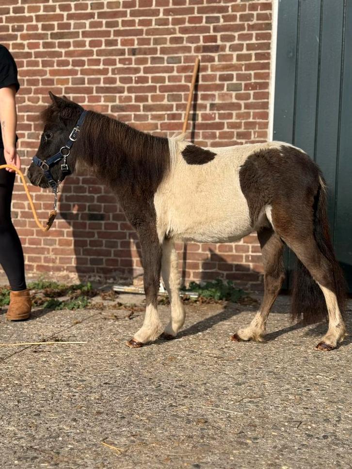 Prachtige NMPRS jaarling, Dieren en Toebehoren, Pony's, Hengst, Niet van toepassing, A pony (tot 1.17m), Recreatiepony, 0 tot 2 jaar