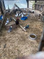 Duiven te koop, Dieren en Toebehoren, Vogels | Duiven, Meerdere dieren, Overige soorten