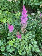 Astilbe Paars - Biologische, Vaste plant, Halfschaduw, Lente, Ophalen