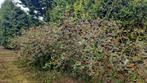 Aronia (appelbes) gratis plukken., Ophalen