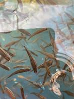 Notropis chrosomus, Dieren en Toebehoren, Overige soorten